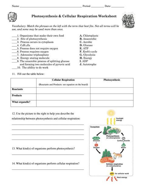 comparing photosynthesis and cellular respiration worksheet answers
